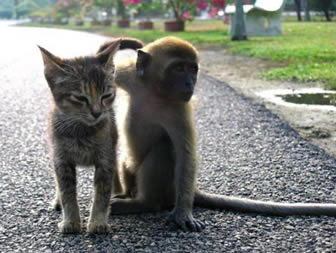 Monkey Cat